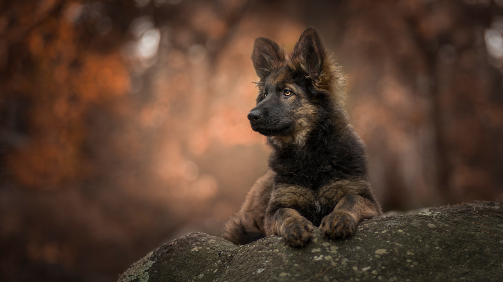 Щенок немецкой овчарки лежит на камне