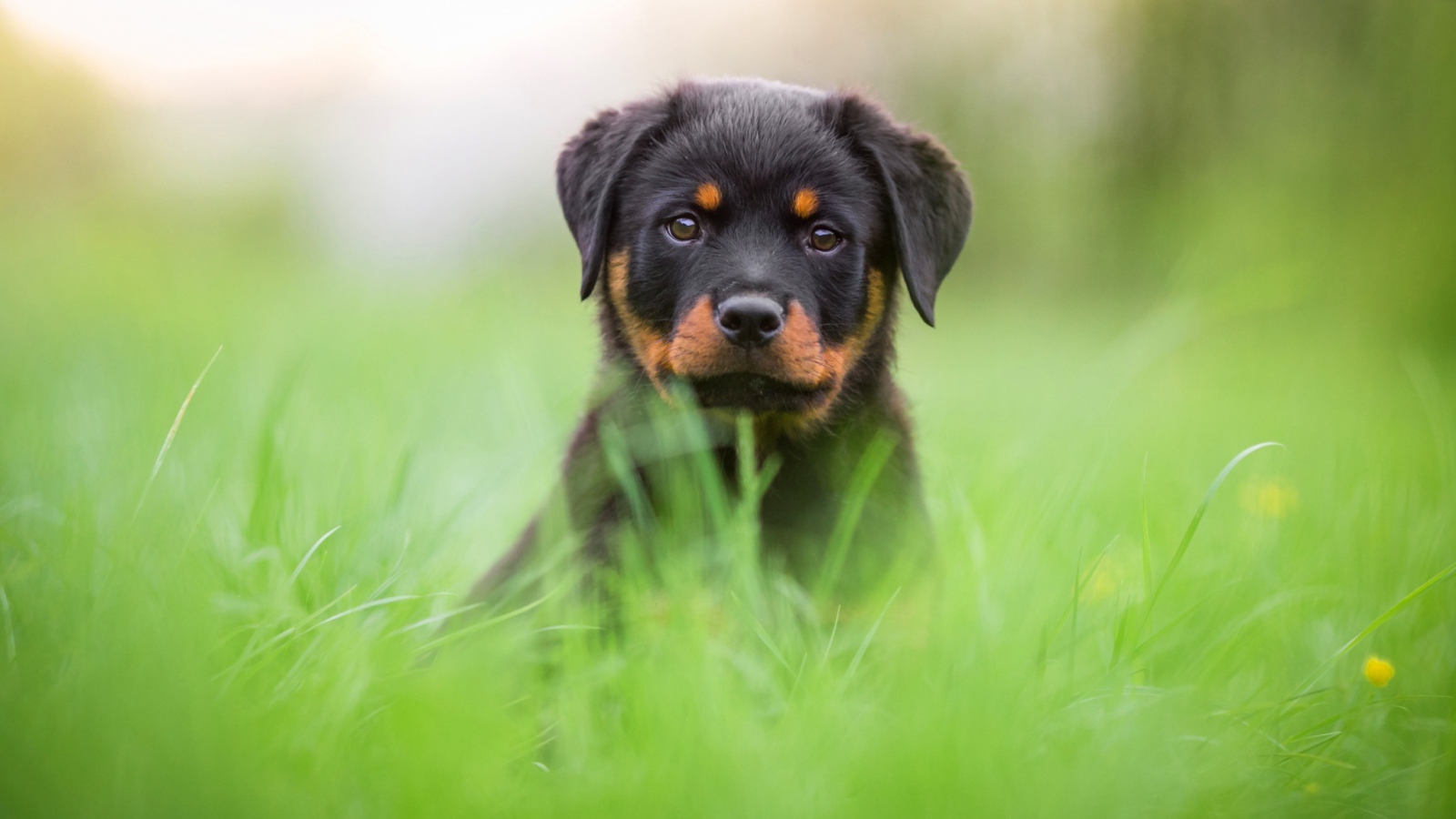Щенок ротвейлера сидит в зеленой траве