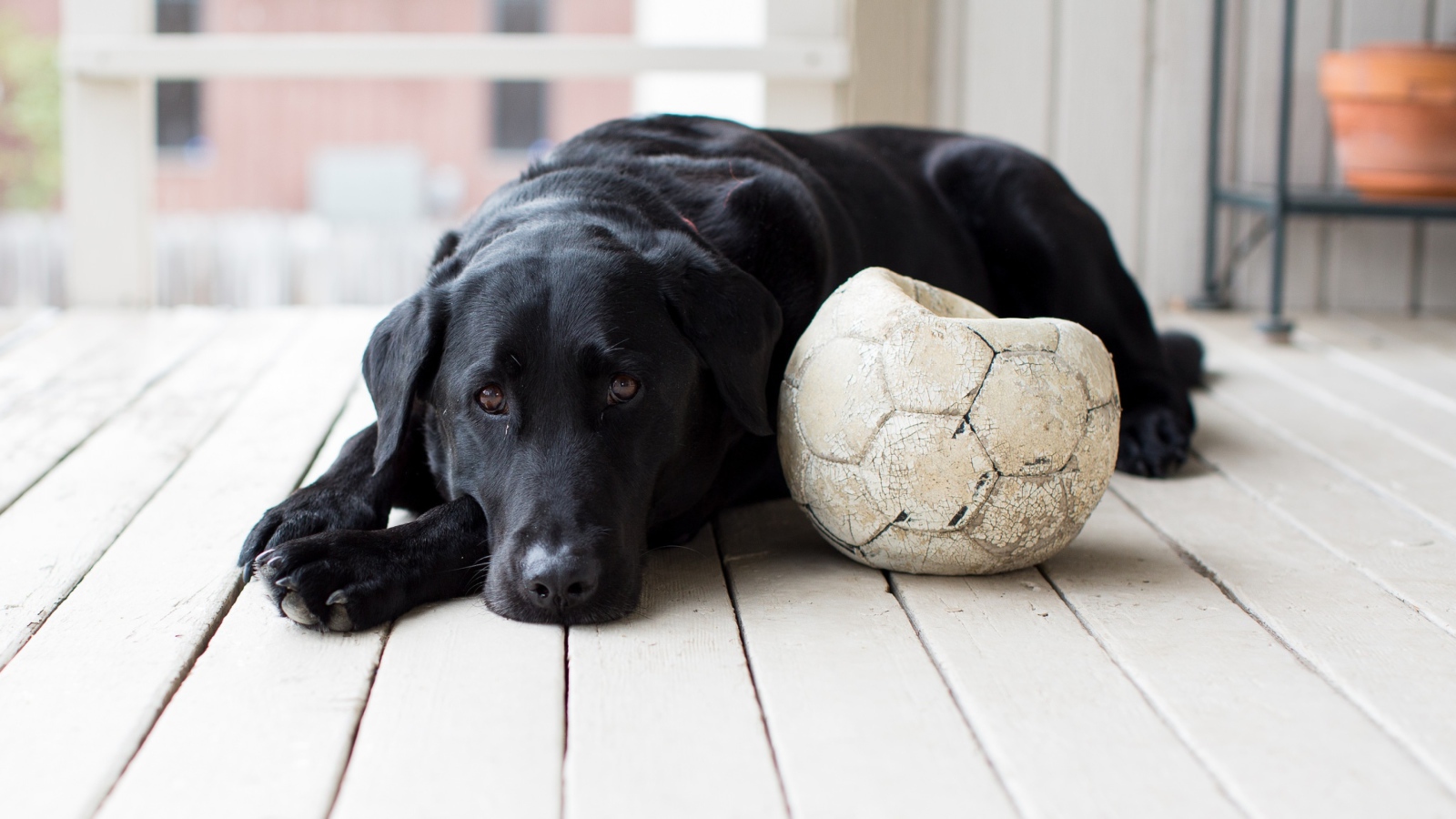 Грустный черный лабрадор с футбольным мячом 