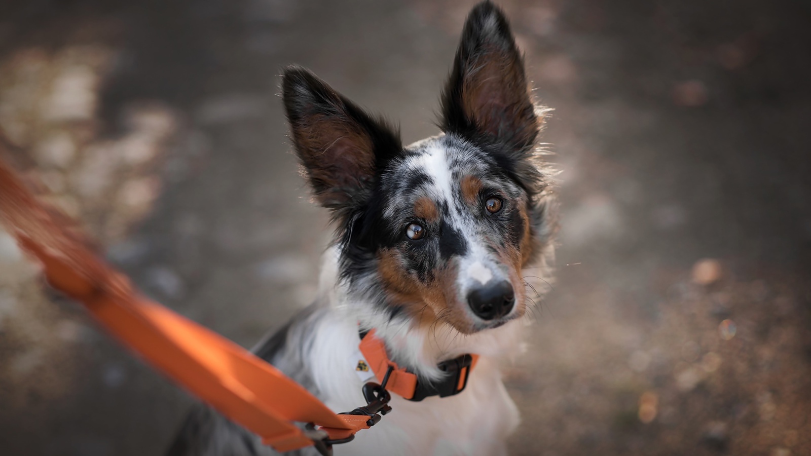 Sad look of a Border Collie breed dog on a leash