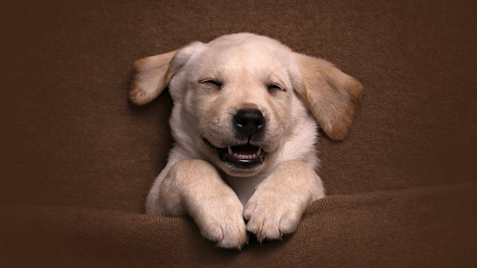 Довольный спящий щенок золотистого ретривера 