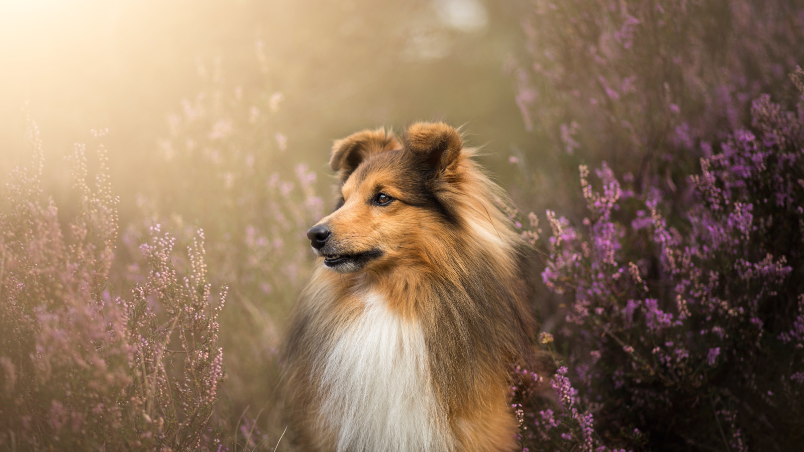 Собака породы шелти в цветах