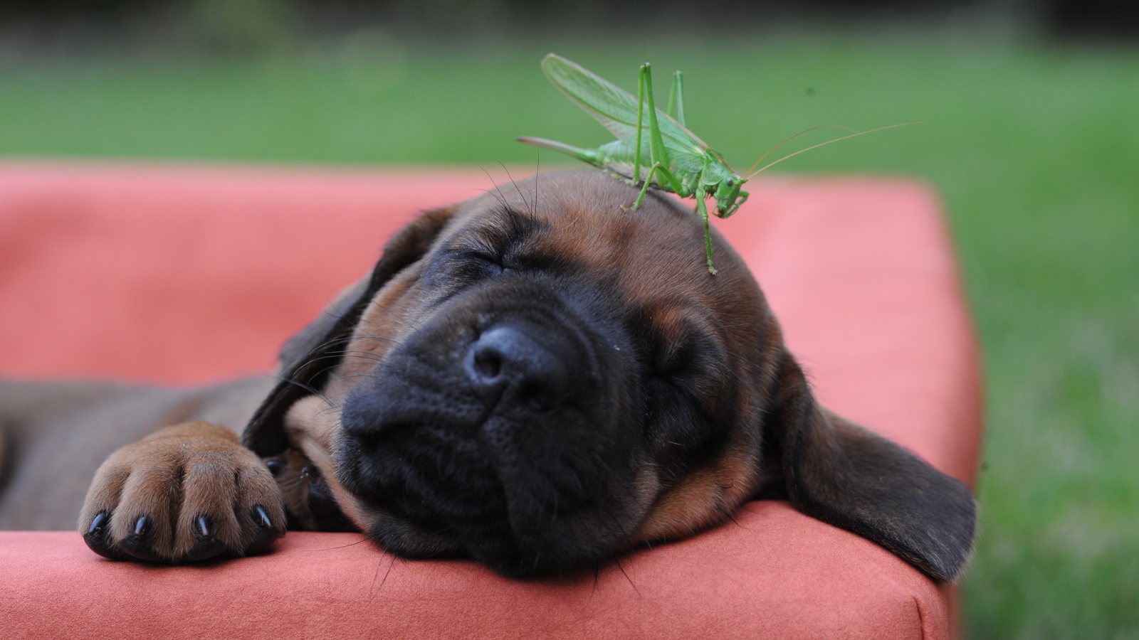Спящий щенок бульмастифа с зеленым кузнечиком на голове