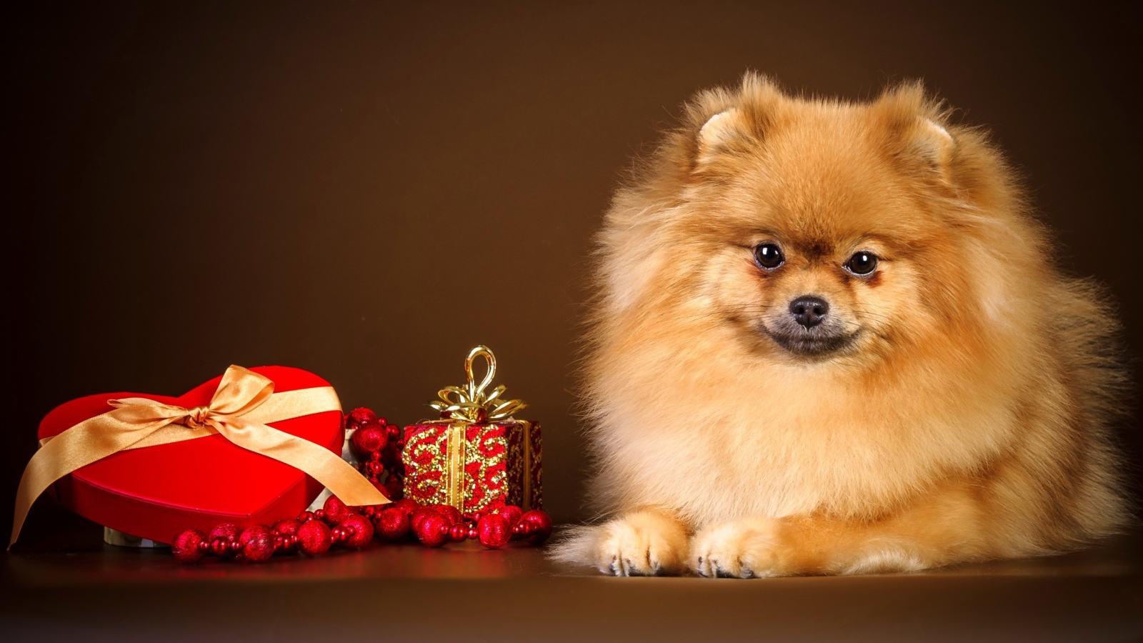 Шпиц с подарком в форме сердца