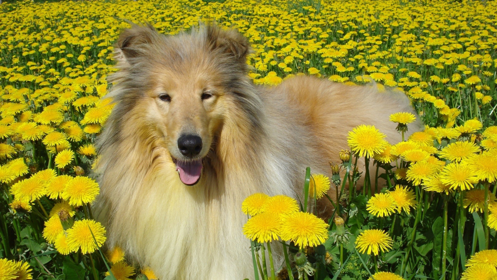 Длинношёрстный колли лежит в желтых одуванчиках