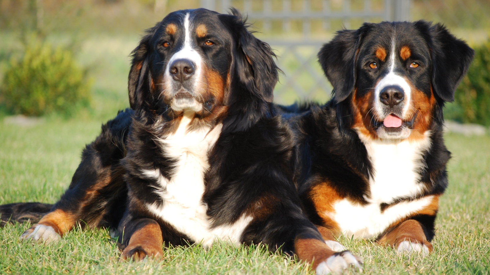 Две собаки Бернский зенненхунд лежат на зеленой траве 