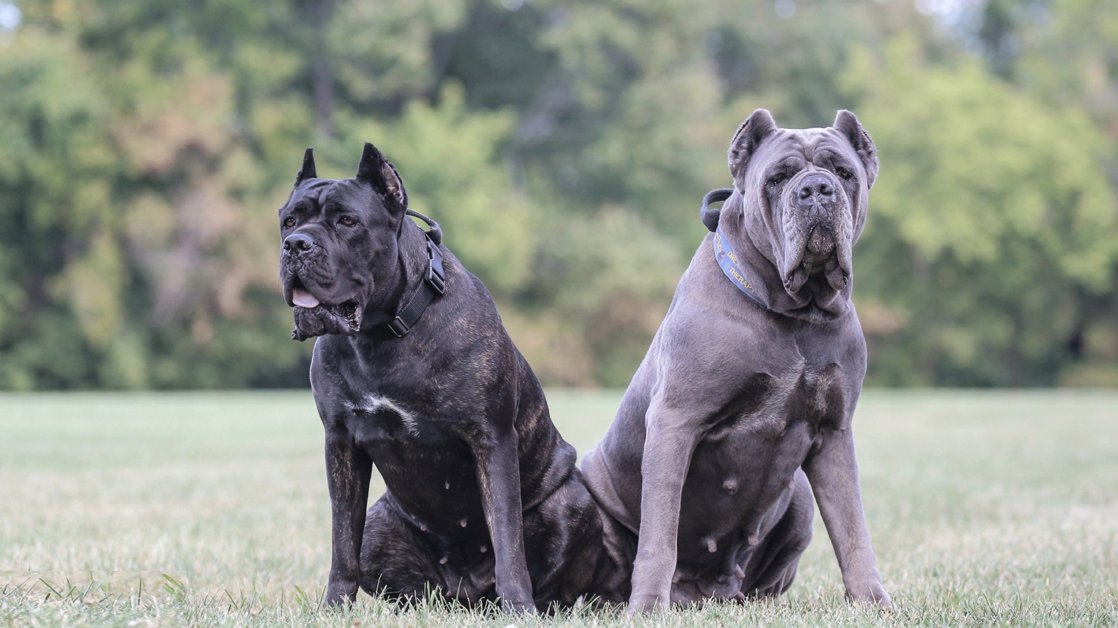 Два больших пса породы Кане-корсо на траве