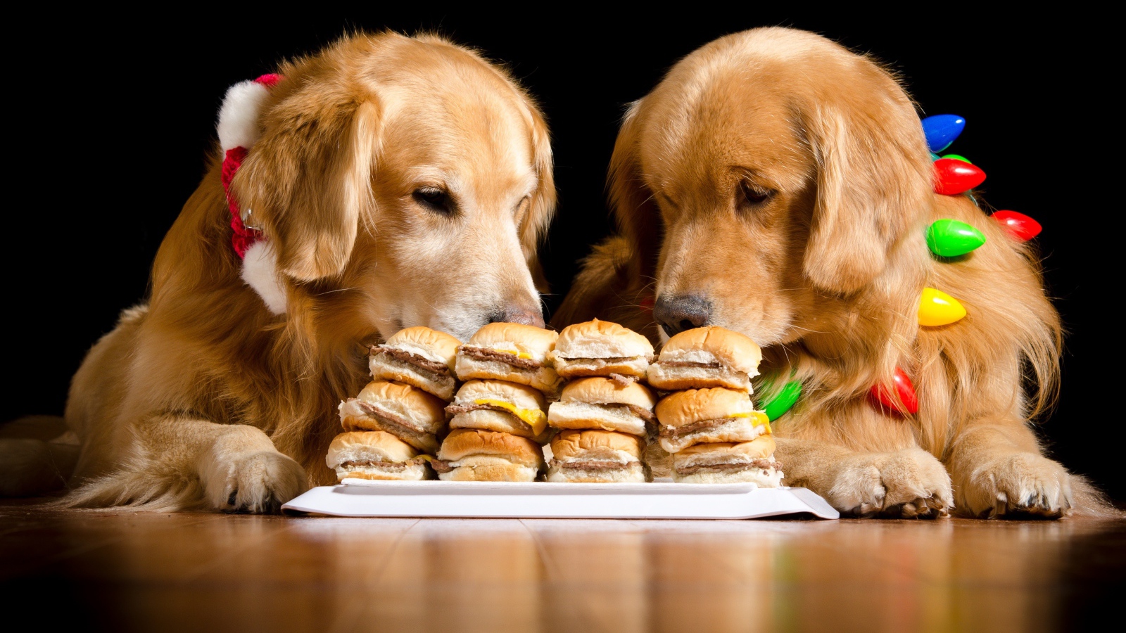 Два золотистых ретривера едят гамбургеры