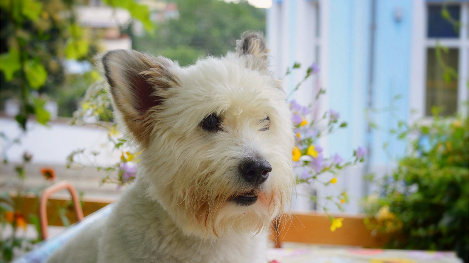 Вест-хайленд-уайт-терьер на балконе 