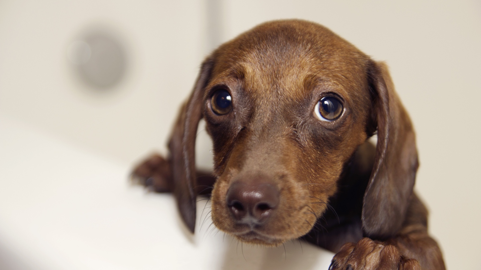 Мокрая такси стоит в ванной