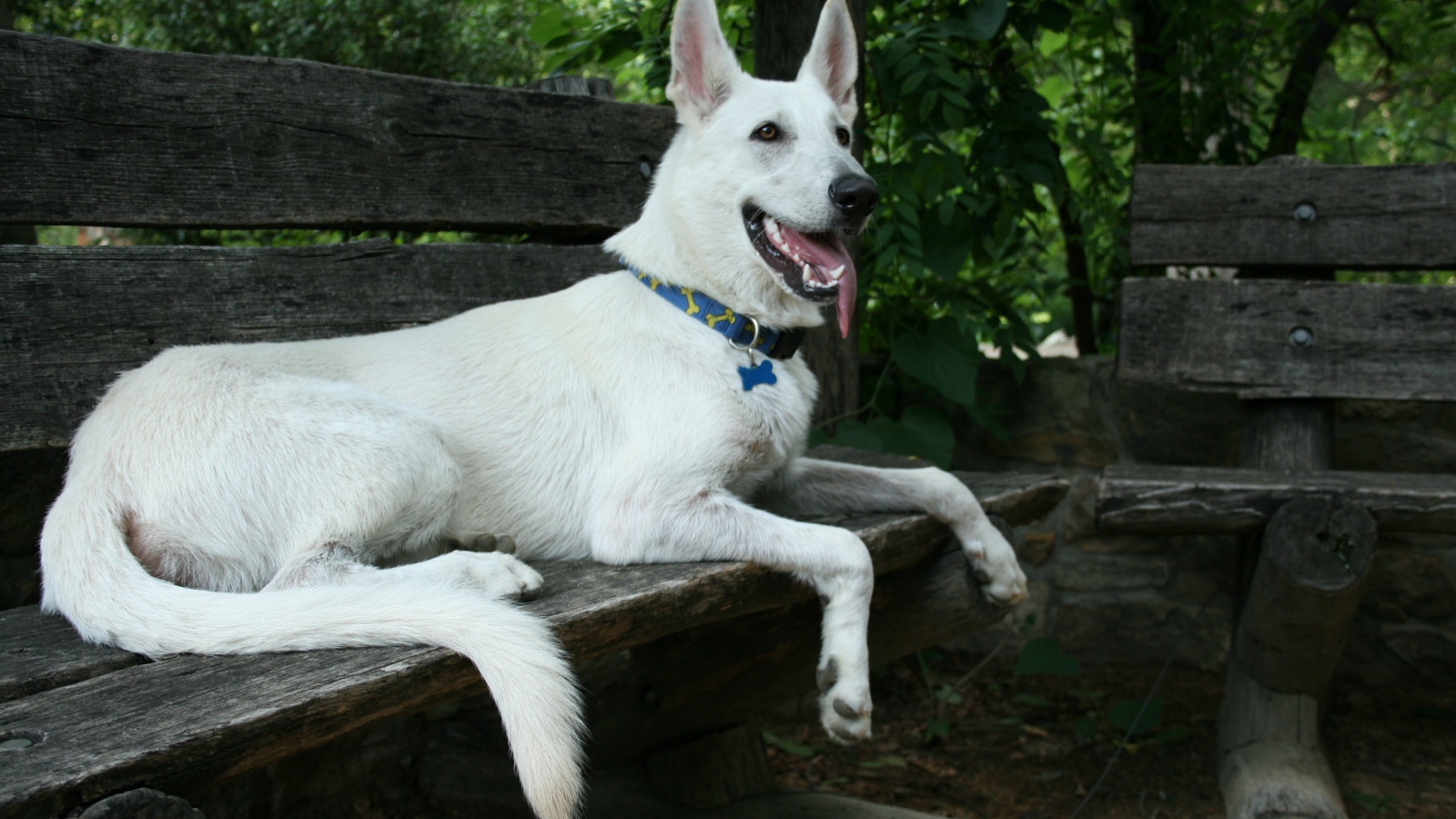 Белая швейцарская овчарка лежит на деревянной лавке