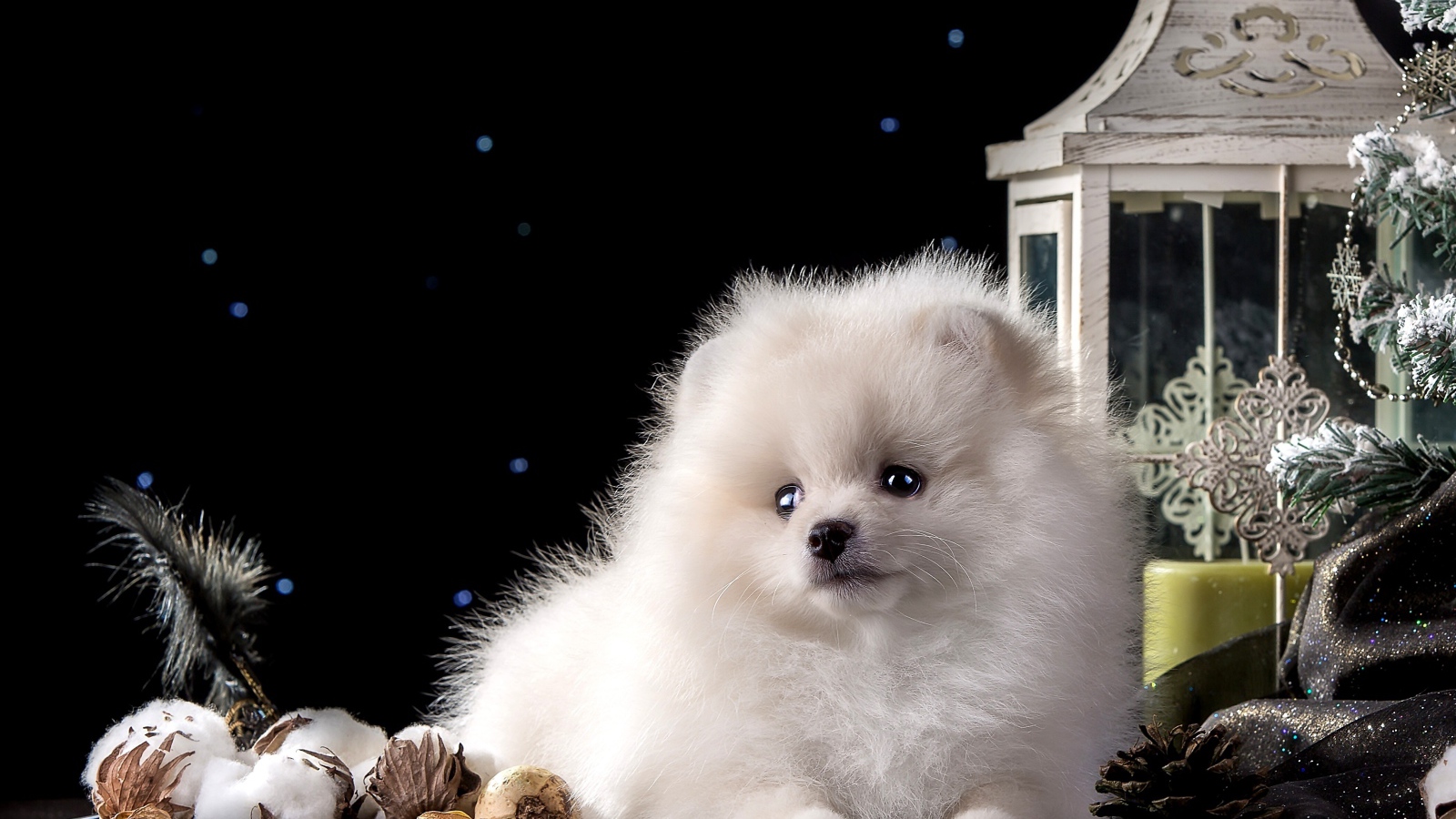 Белый маленький шпиц с новогодними украшениями