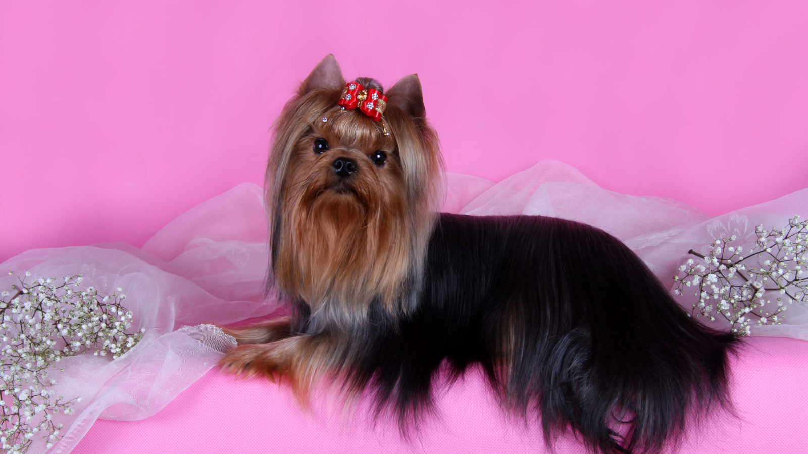 Йоркширский терьер на розовом фоне