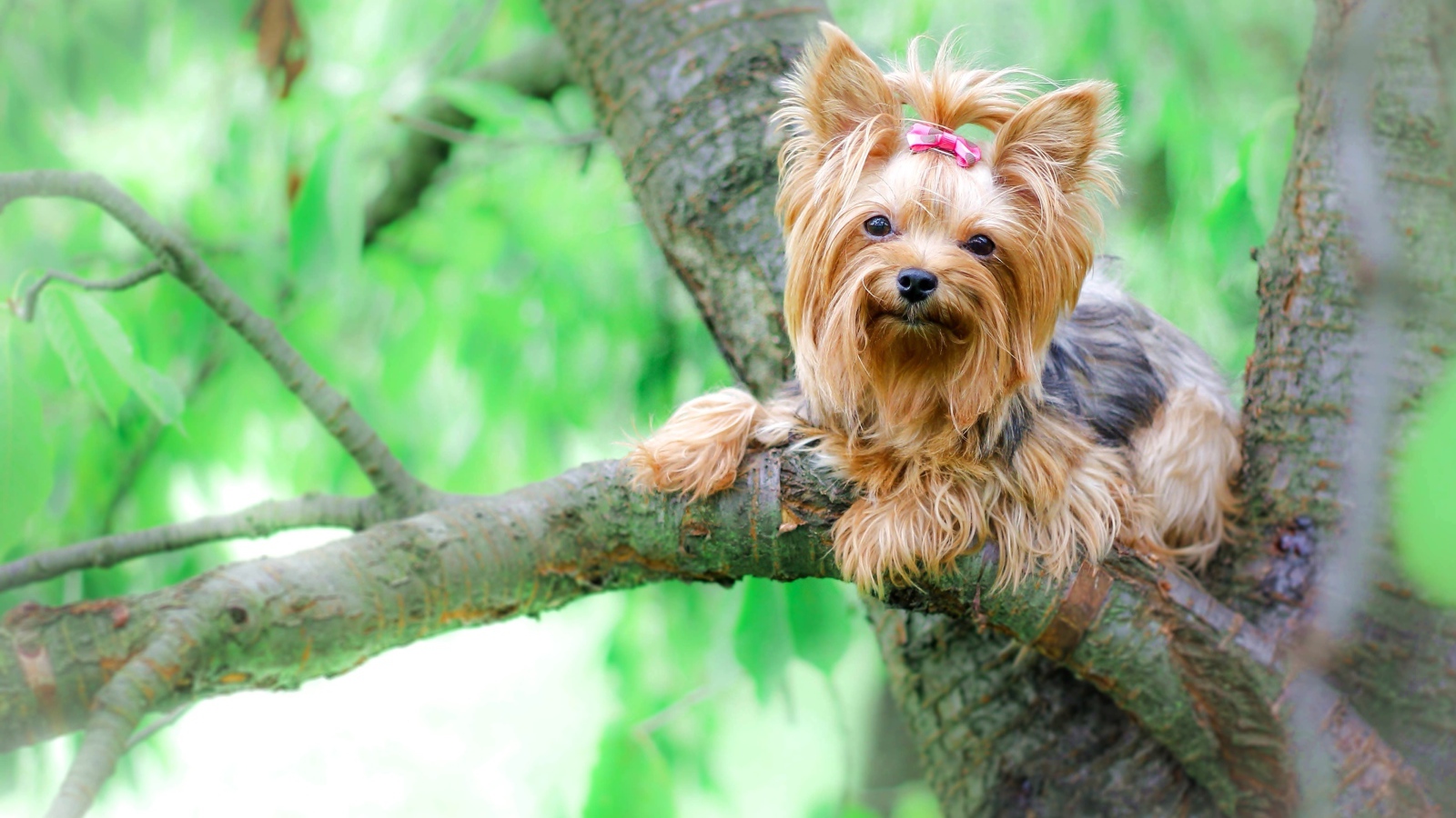 Йоркширский терьер сидит на ветке дерева