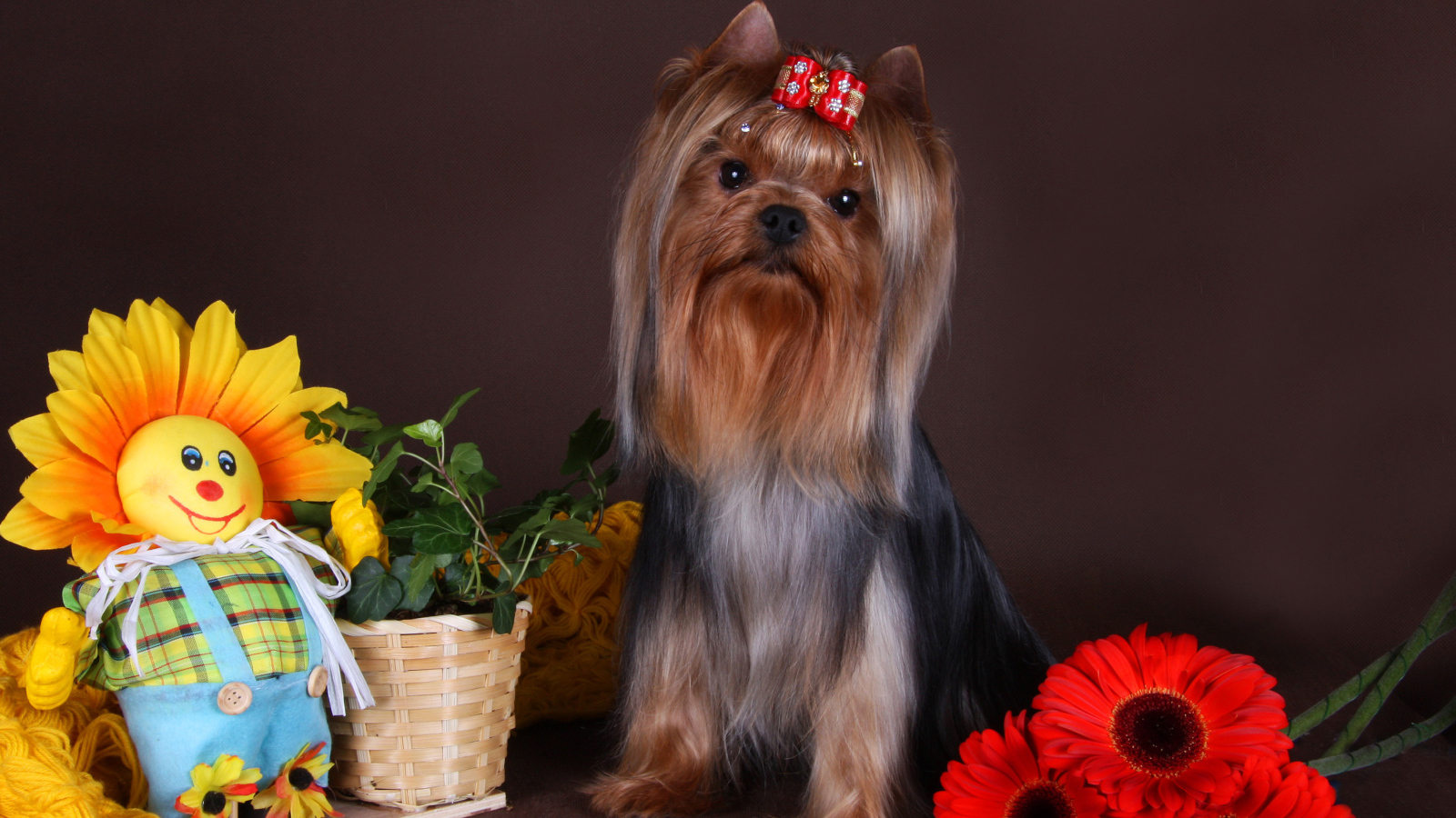 Йоркширский терьер с бантом на голове