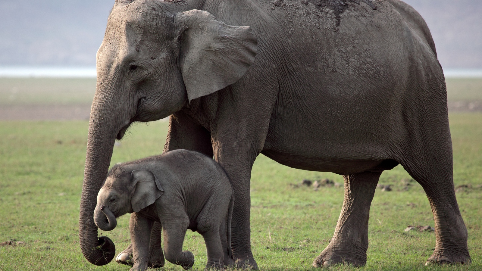 Большая слониха с детенышем