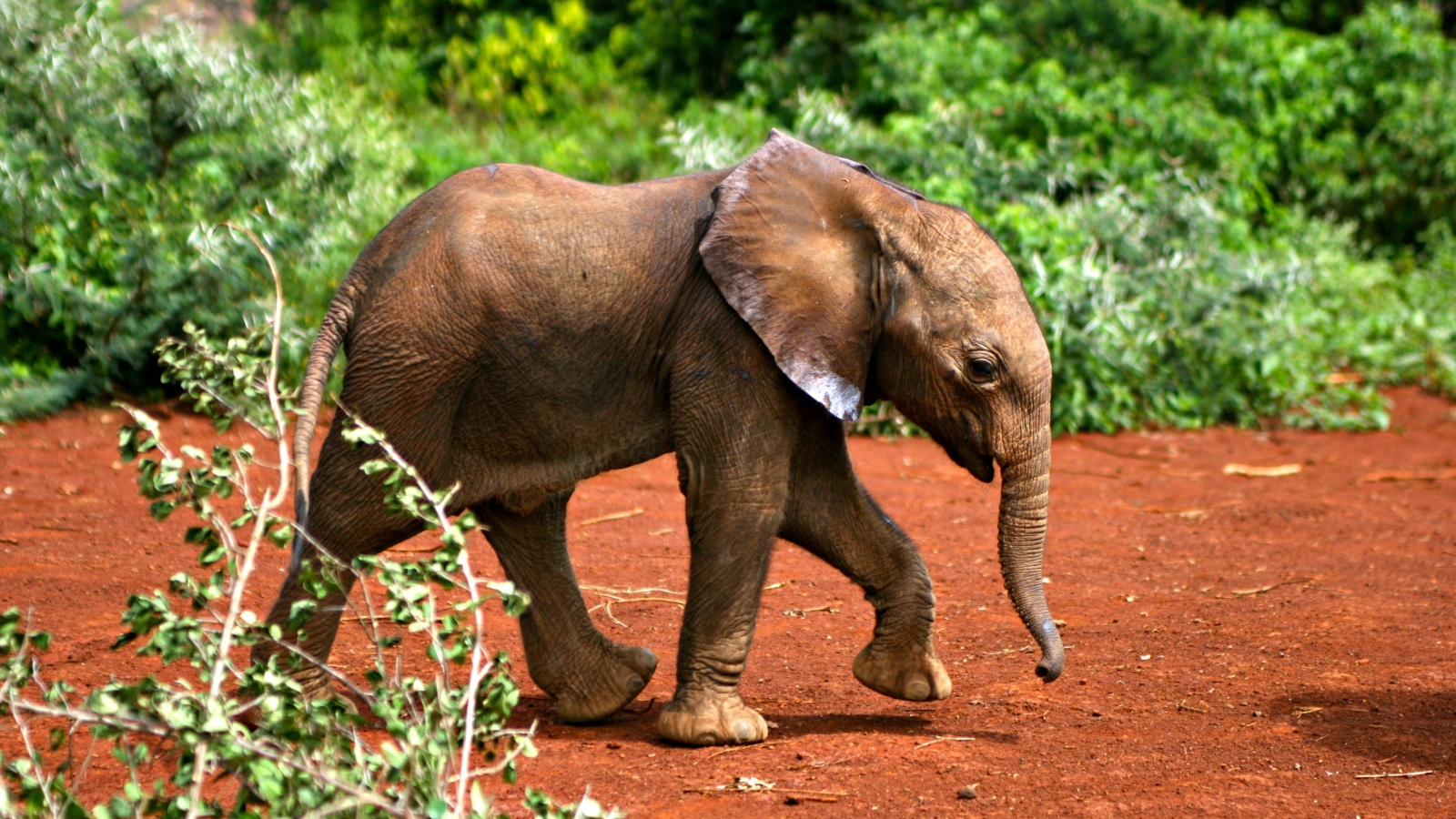 Маленький забавный слоненок 