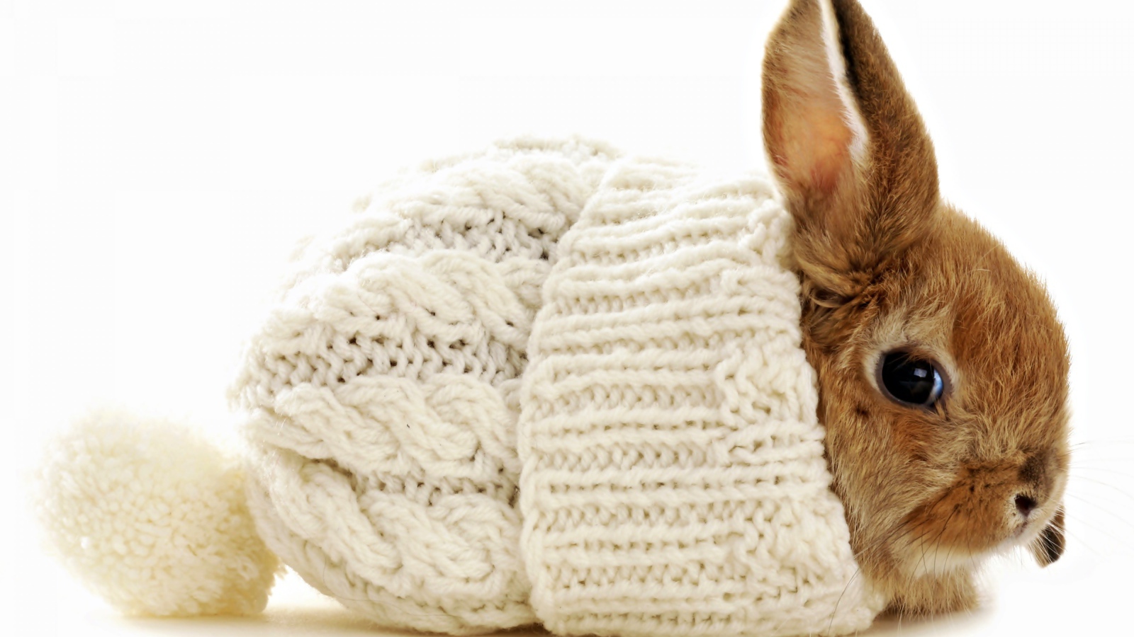 Маленький декоративный кролик сидит в белой вязаной шапке