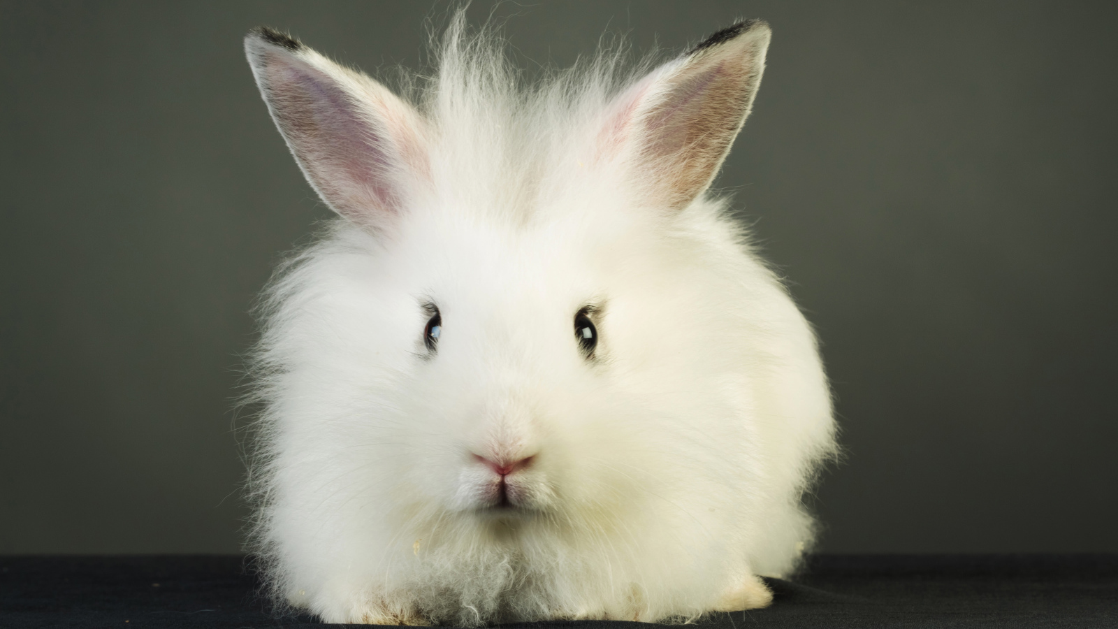 Пушистый белый декоративный кролик на сером фоне