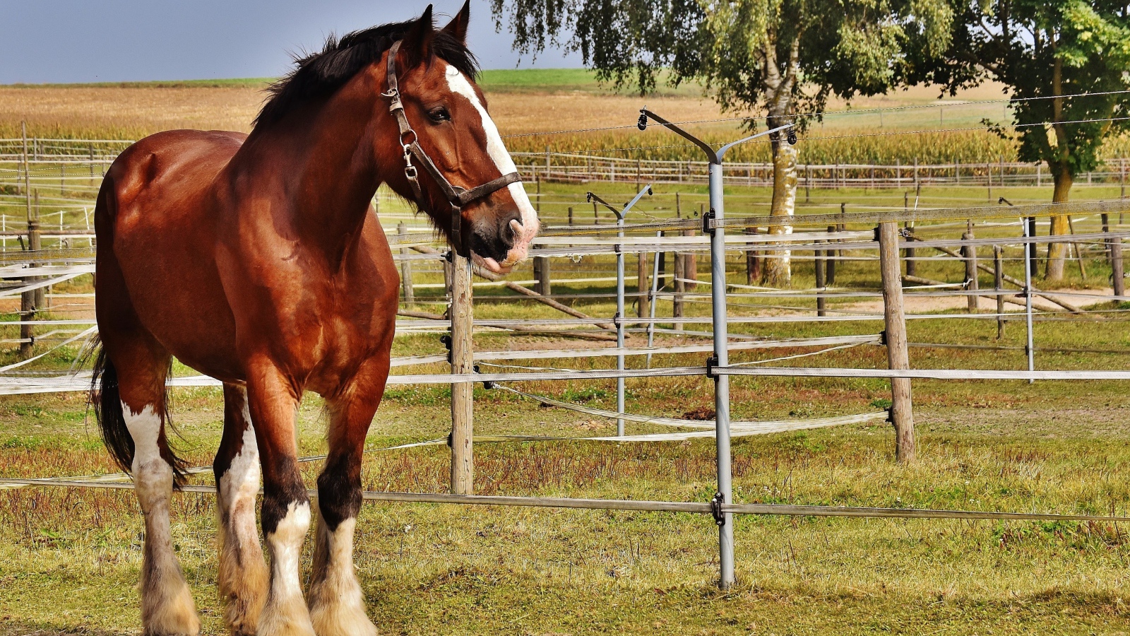 Красивый коричневый конь на ферме