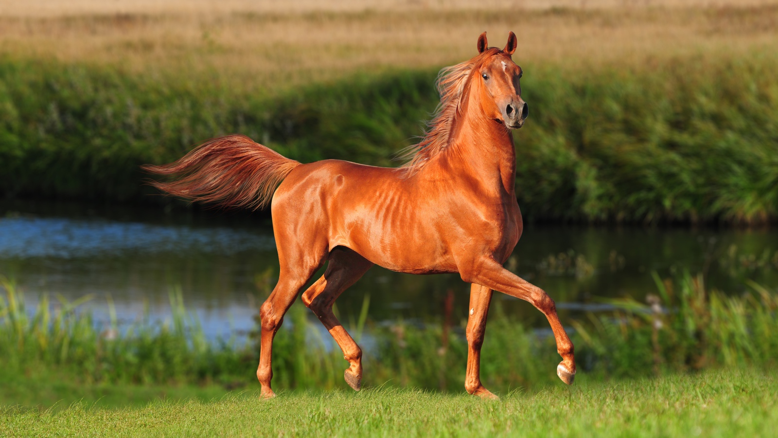Грациозная коричневая лошадь у реки
