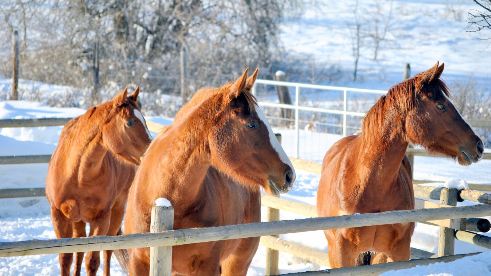 Три коричневые лошади на ферме зимой
