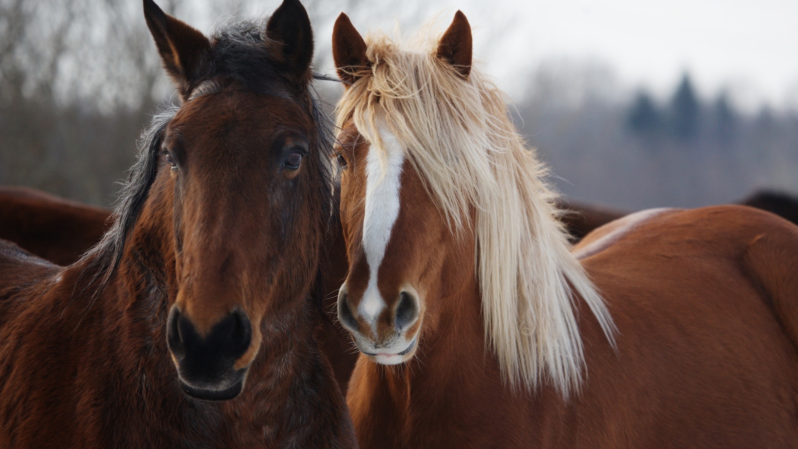 Две красивые коричневые лошади 