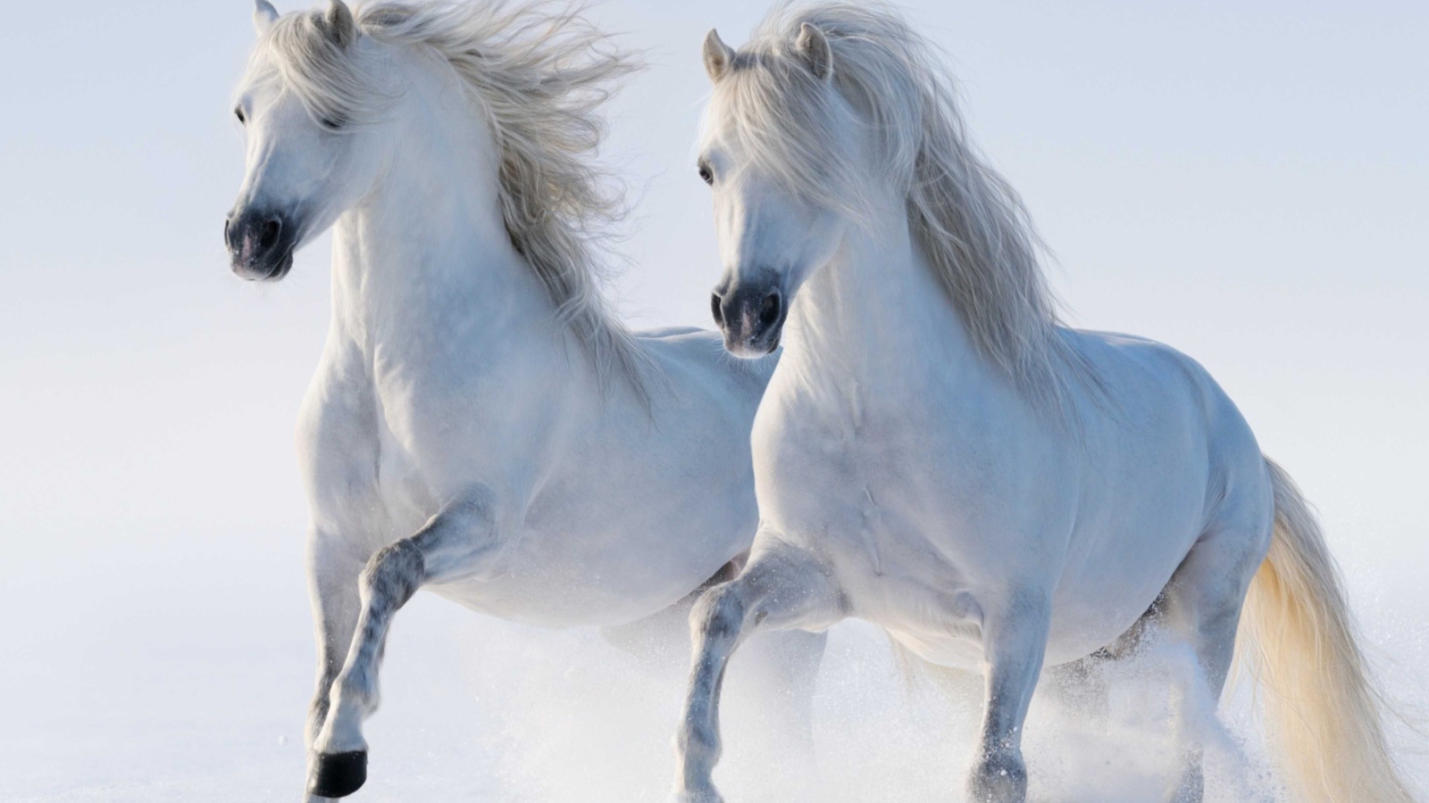 Две красивые белые лошади бегут по снегу