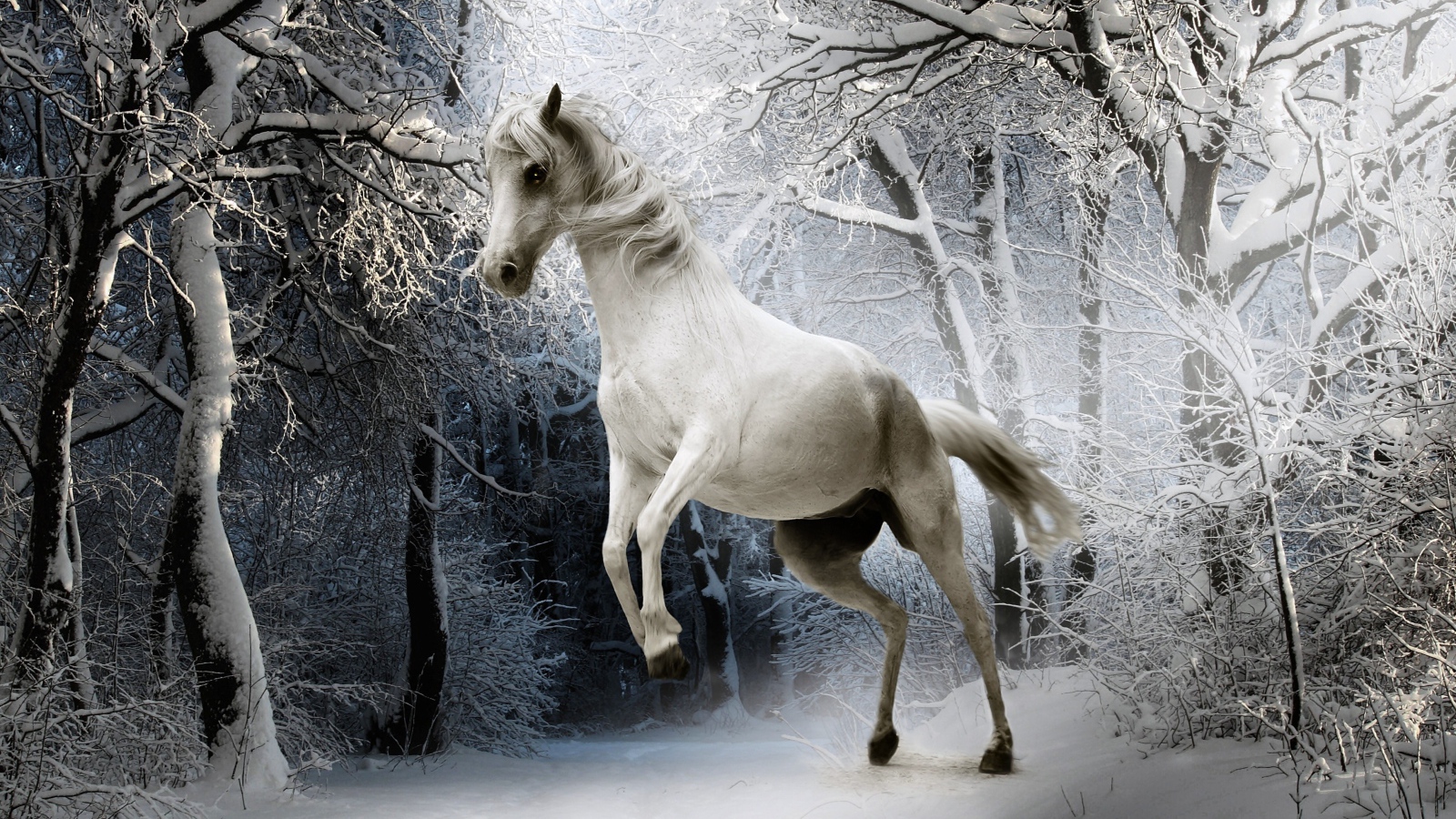 Белая лошадь в покрытом снегом лесу