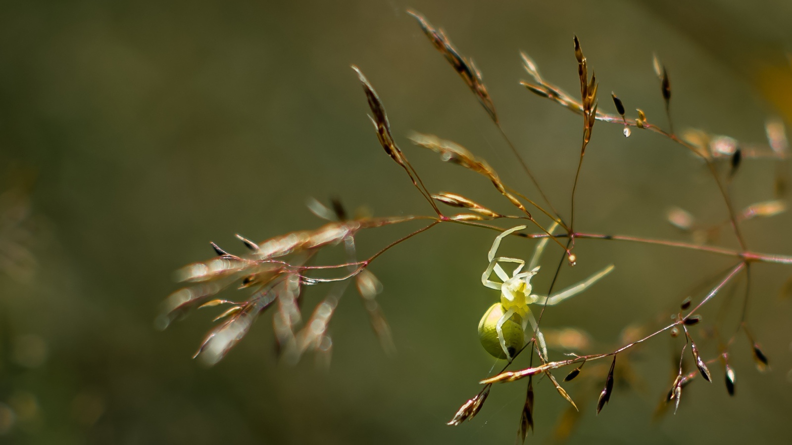 Зеленый паук висит на колоске