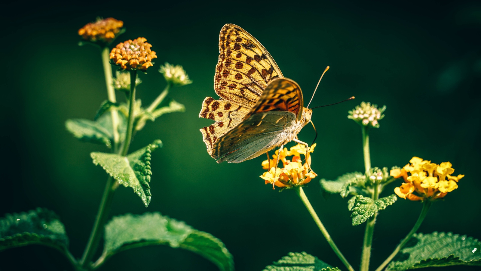 Красивая бабочка на оранжевом цветке