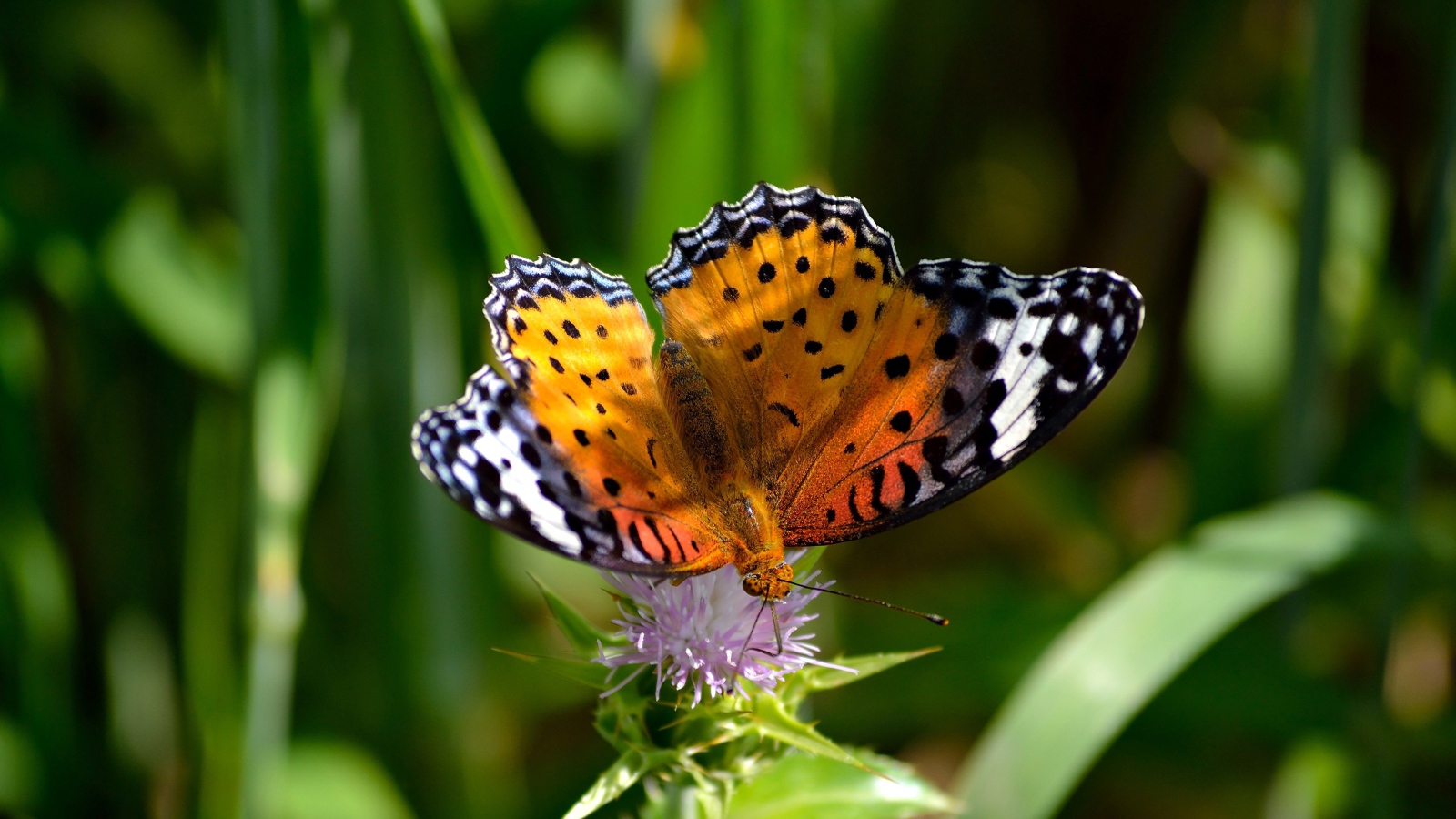 Красивая бабочка сидит на цветке чертополоха