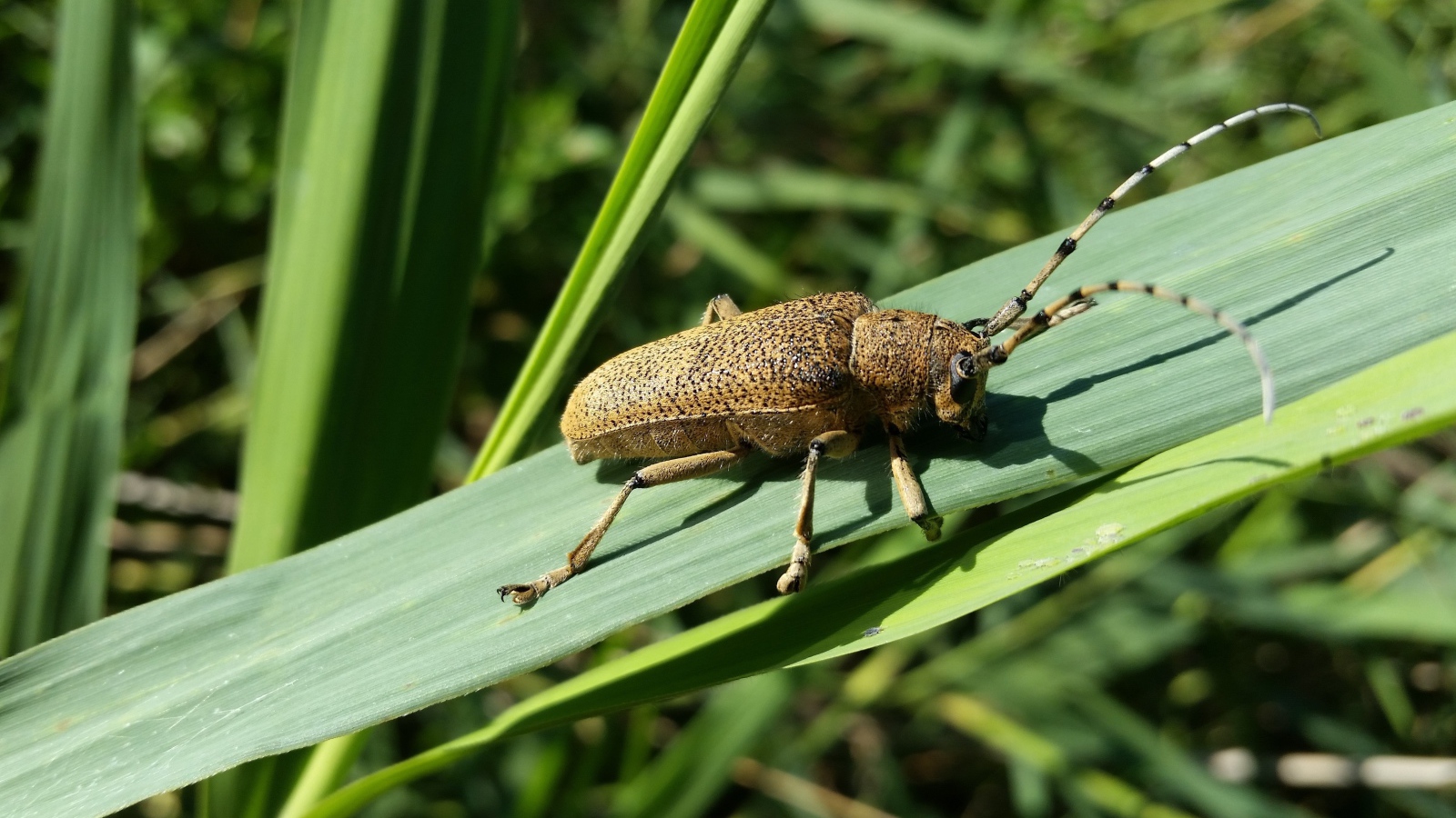 Большой жук скрипун на зеленом листе