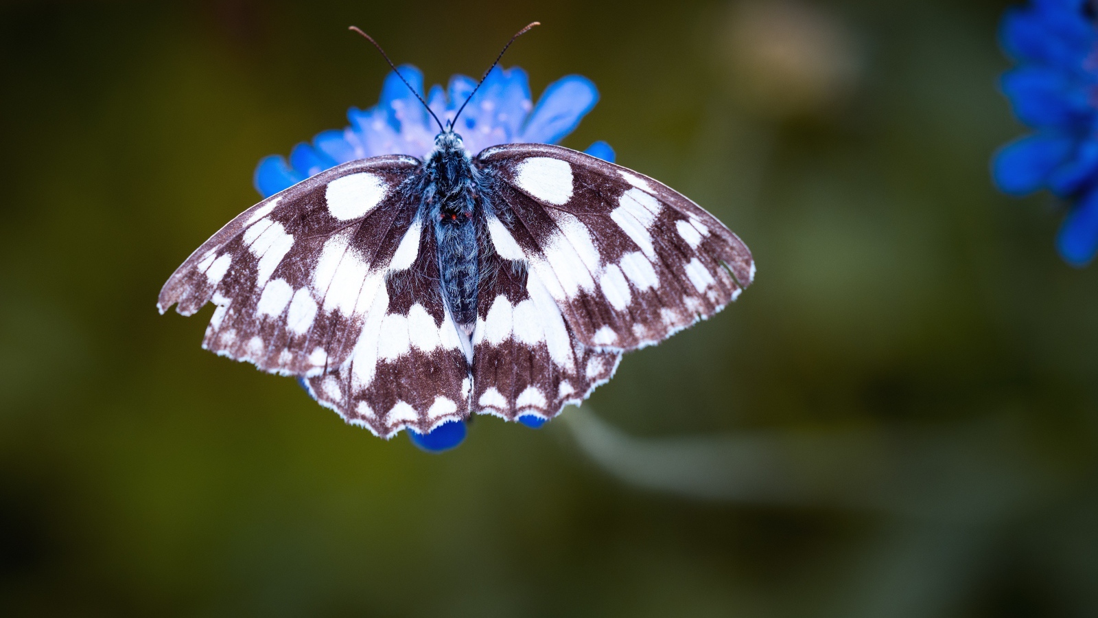 Бабочка на синем цветке крупным планом