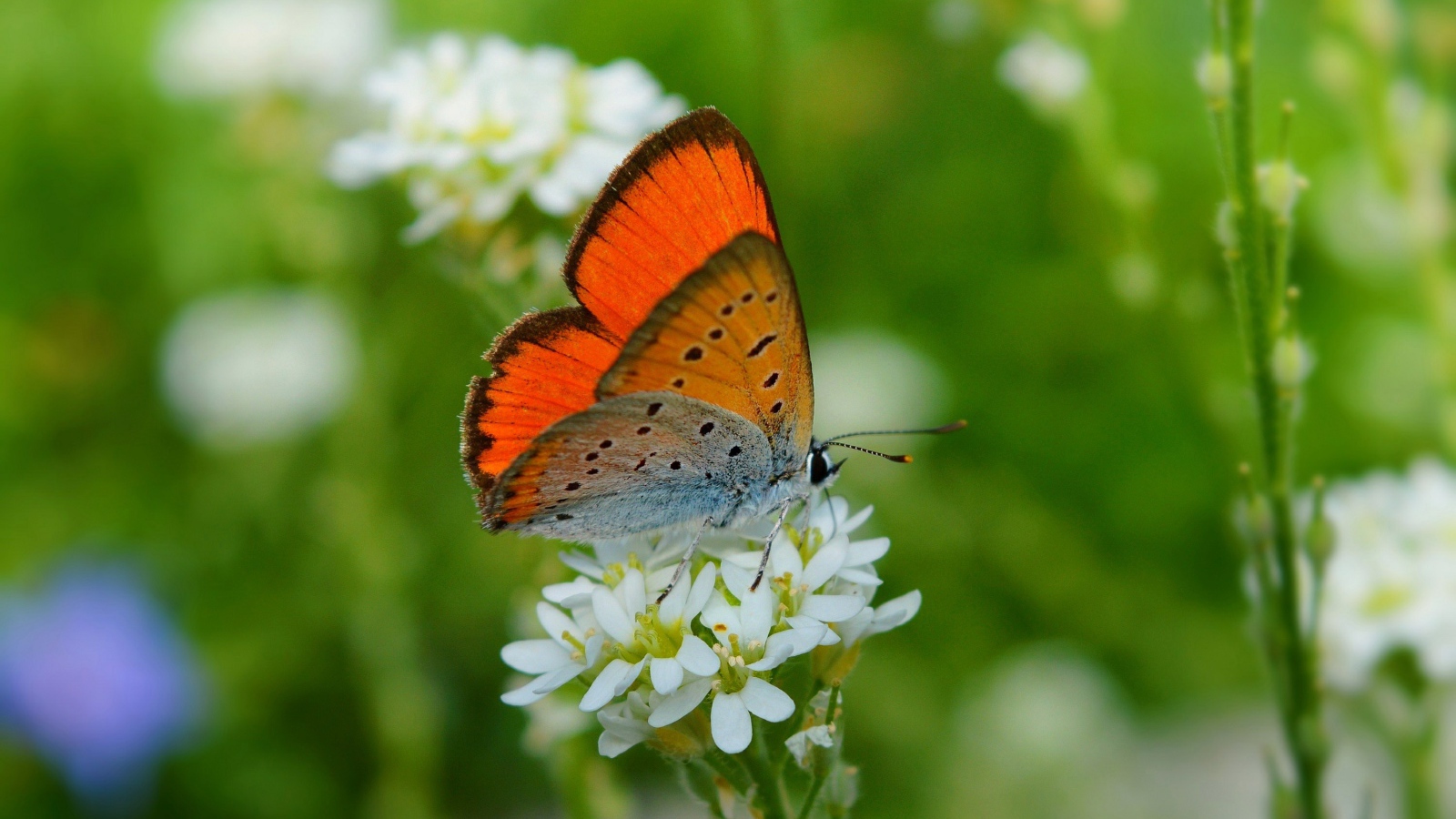 Бабочка сидит на белом цветке