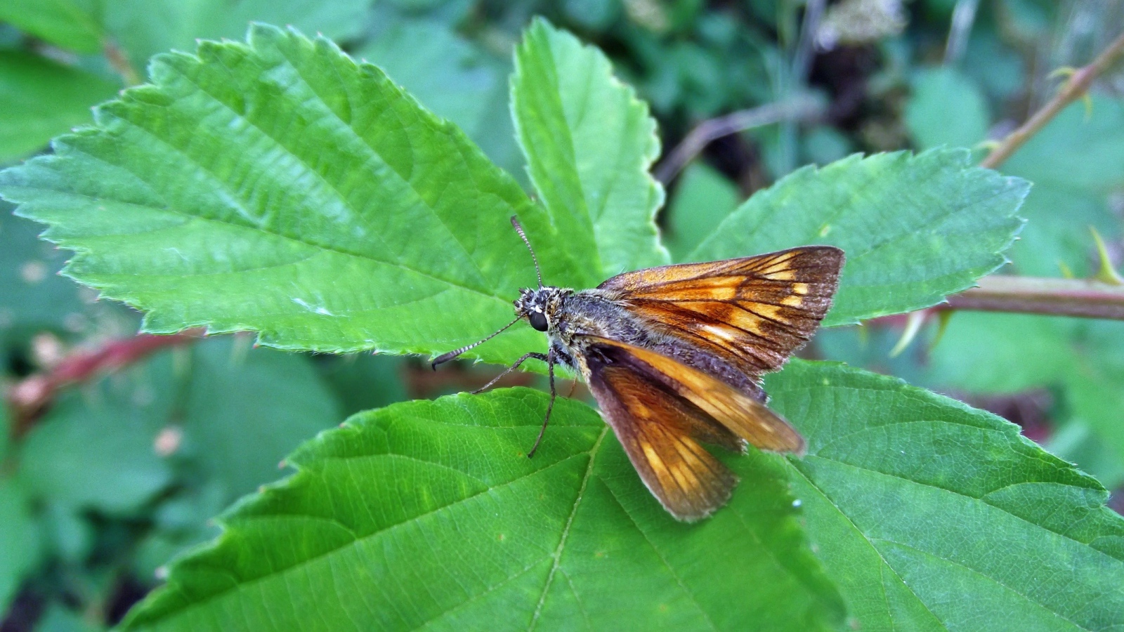 Мотылек на зеленом листе крупным планом