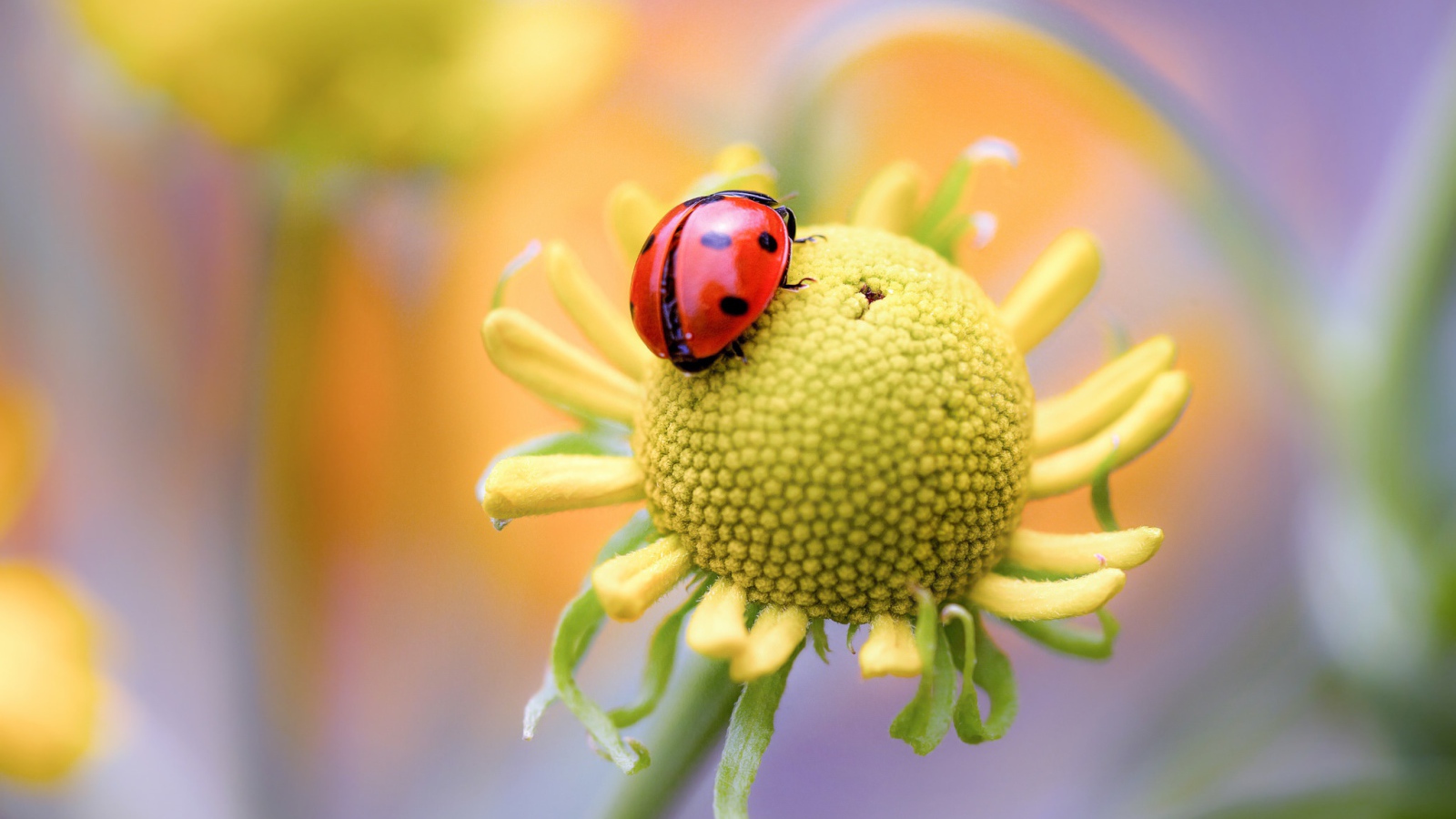 Красная божья коровка на цветке 