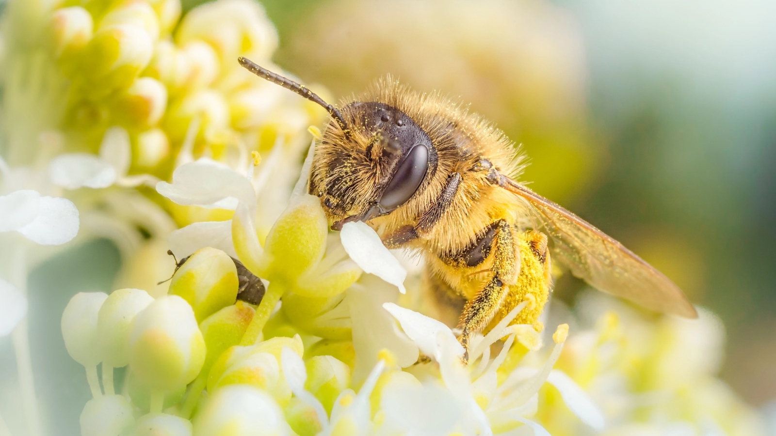 Пчела собирает нектар на белом цветке