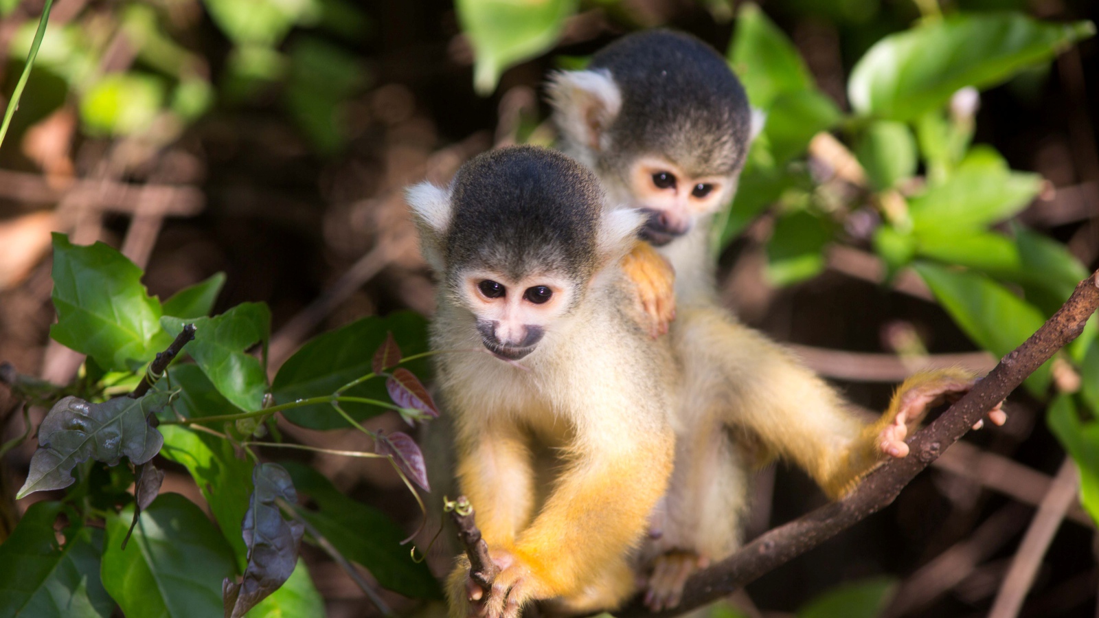 Две маленькие обезьянки на дереве