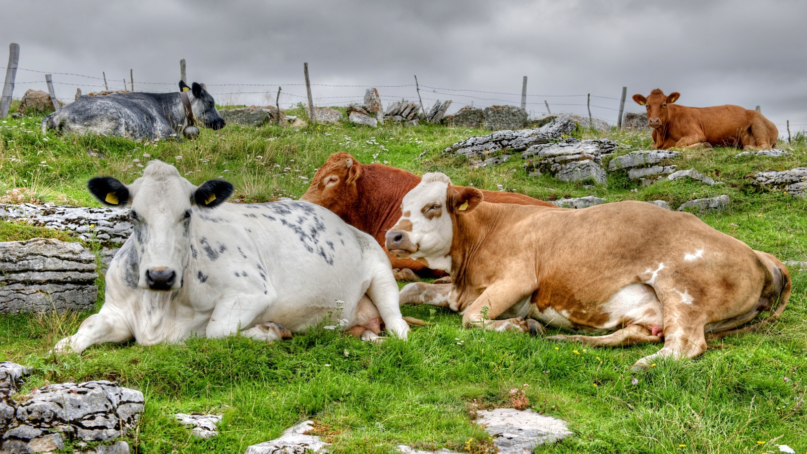 Стадо коров отдыхает на пастбище