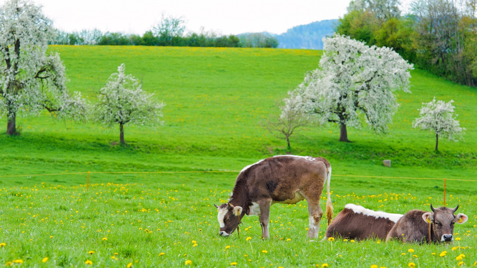Коровы пасутся на зеленом лугу весной