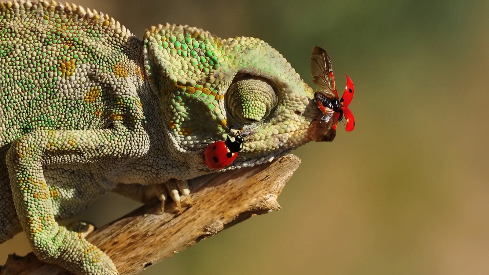 Божьи коровки сидят на зеленом хамелеоне 