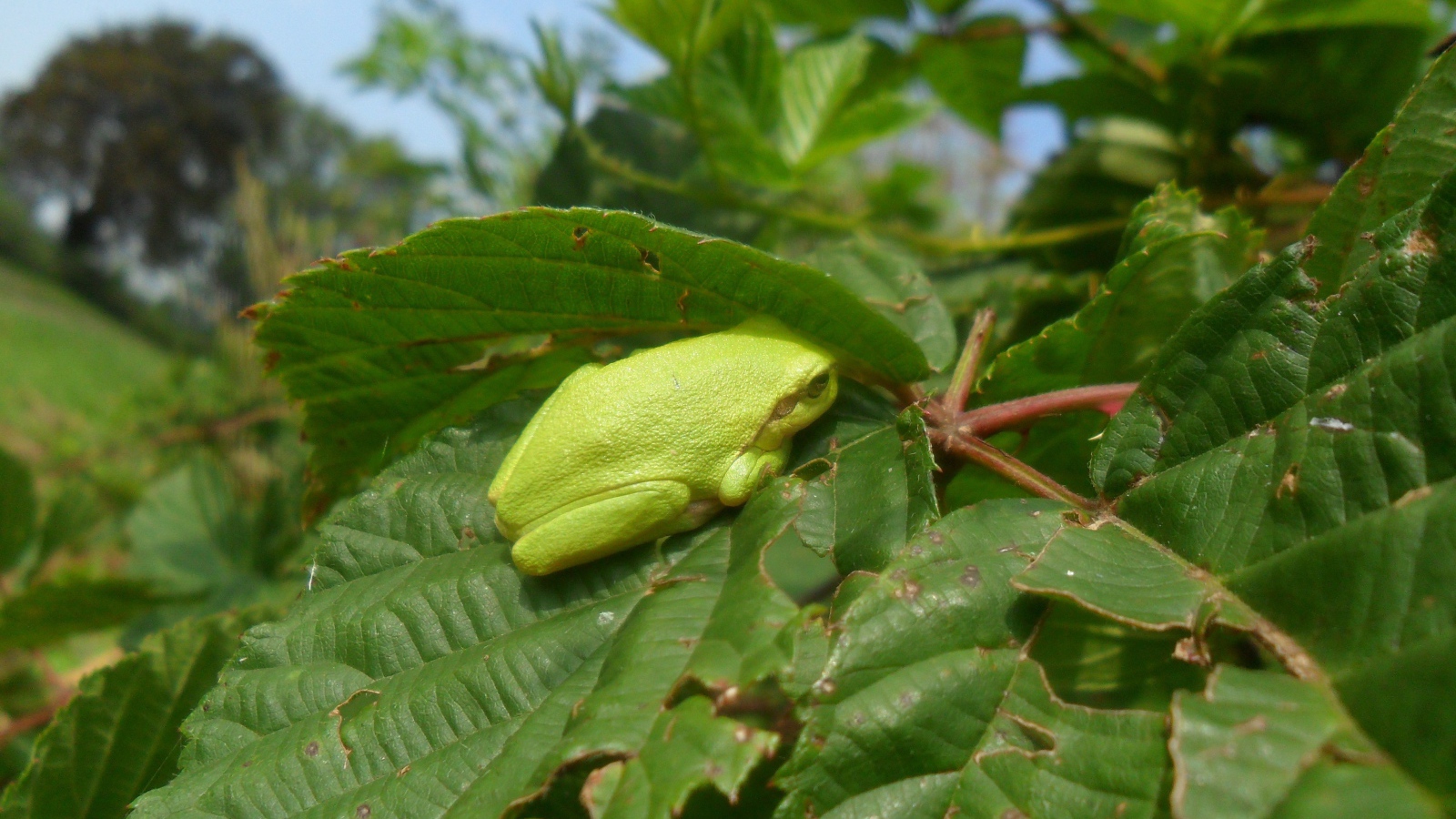 Зеленая жаба сидит на большом листе