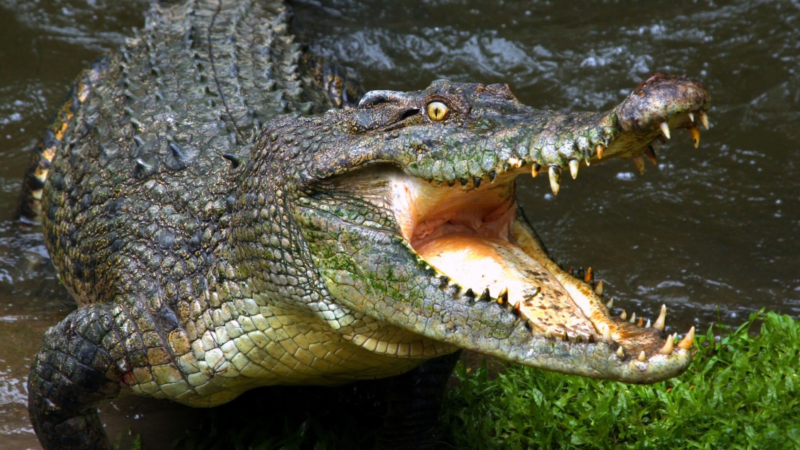 Зубастый крокодил с открытой пастью у водоема