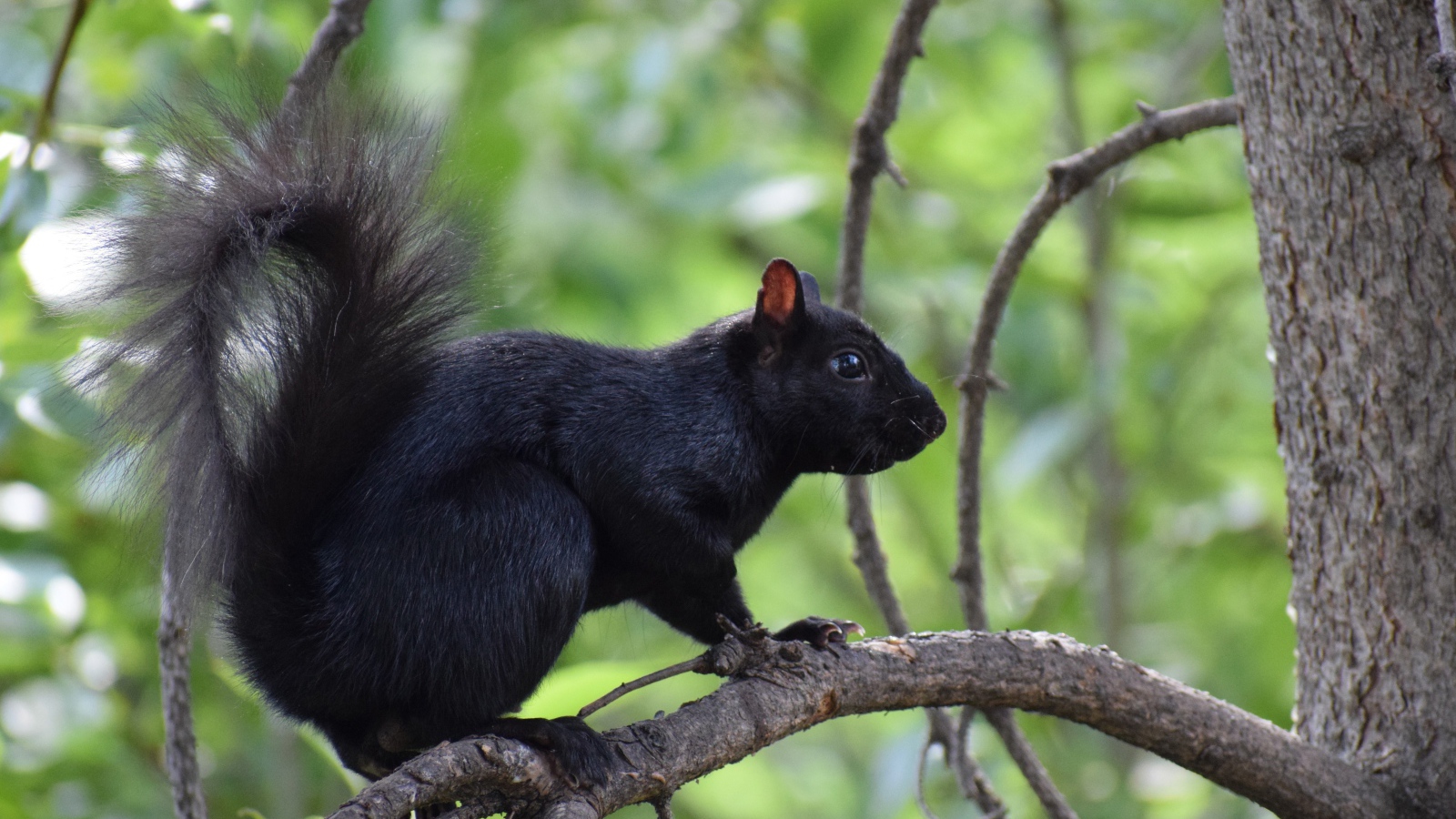 Черная белка сидит на ветке дерева