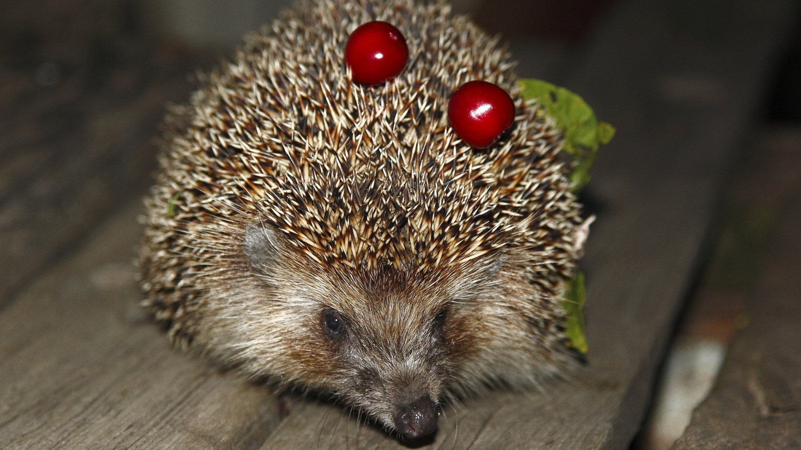 Колючий ежик с черешнями на иголках