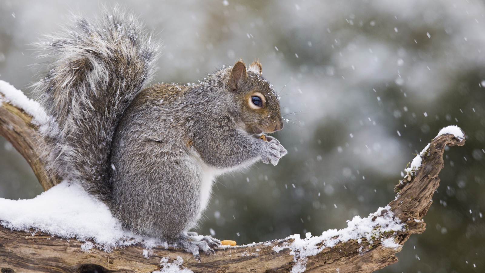 Белка сидит на заснеженной ветке 