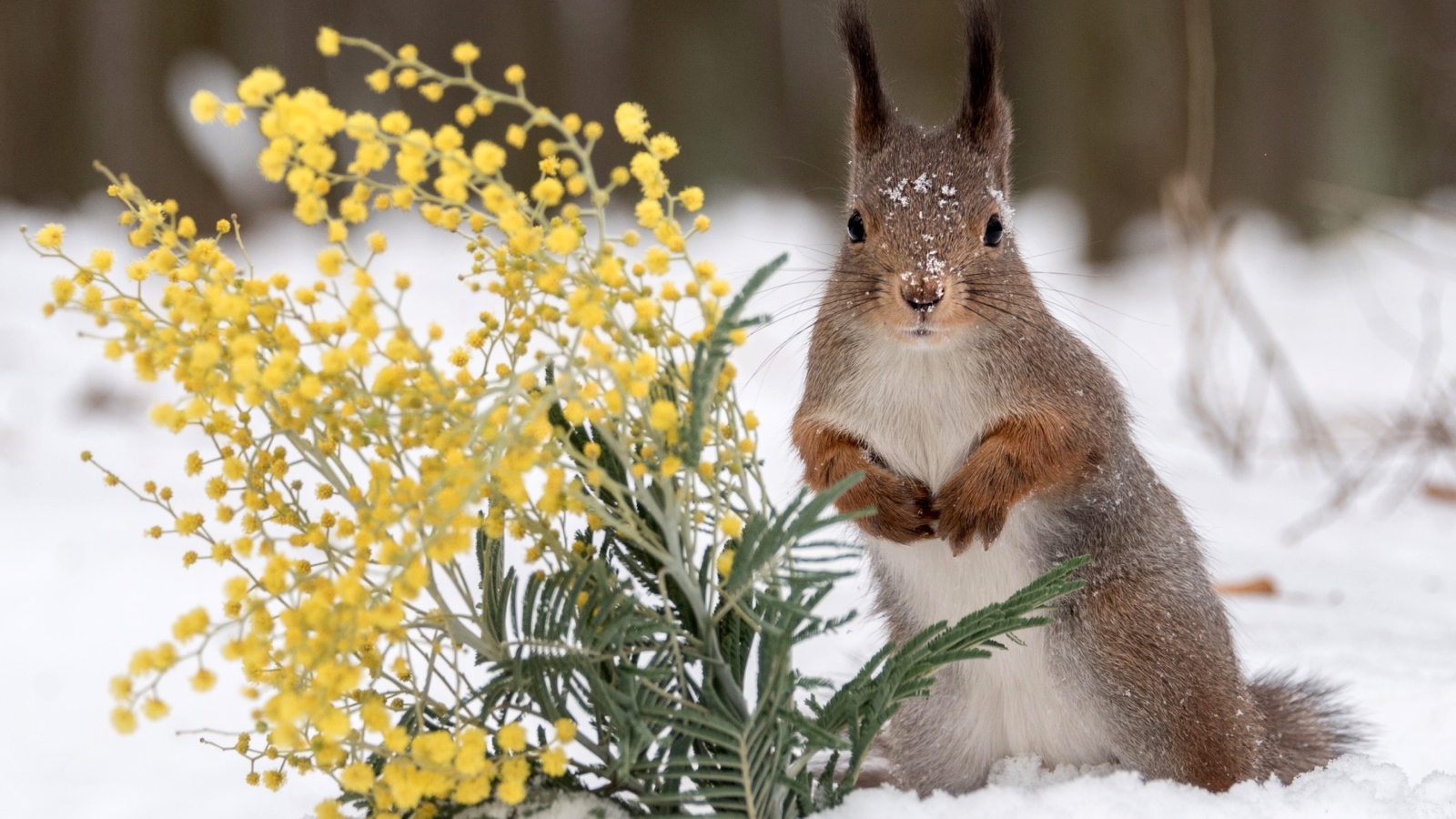 Белка с веткой мимозы на снегу 