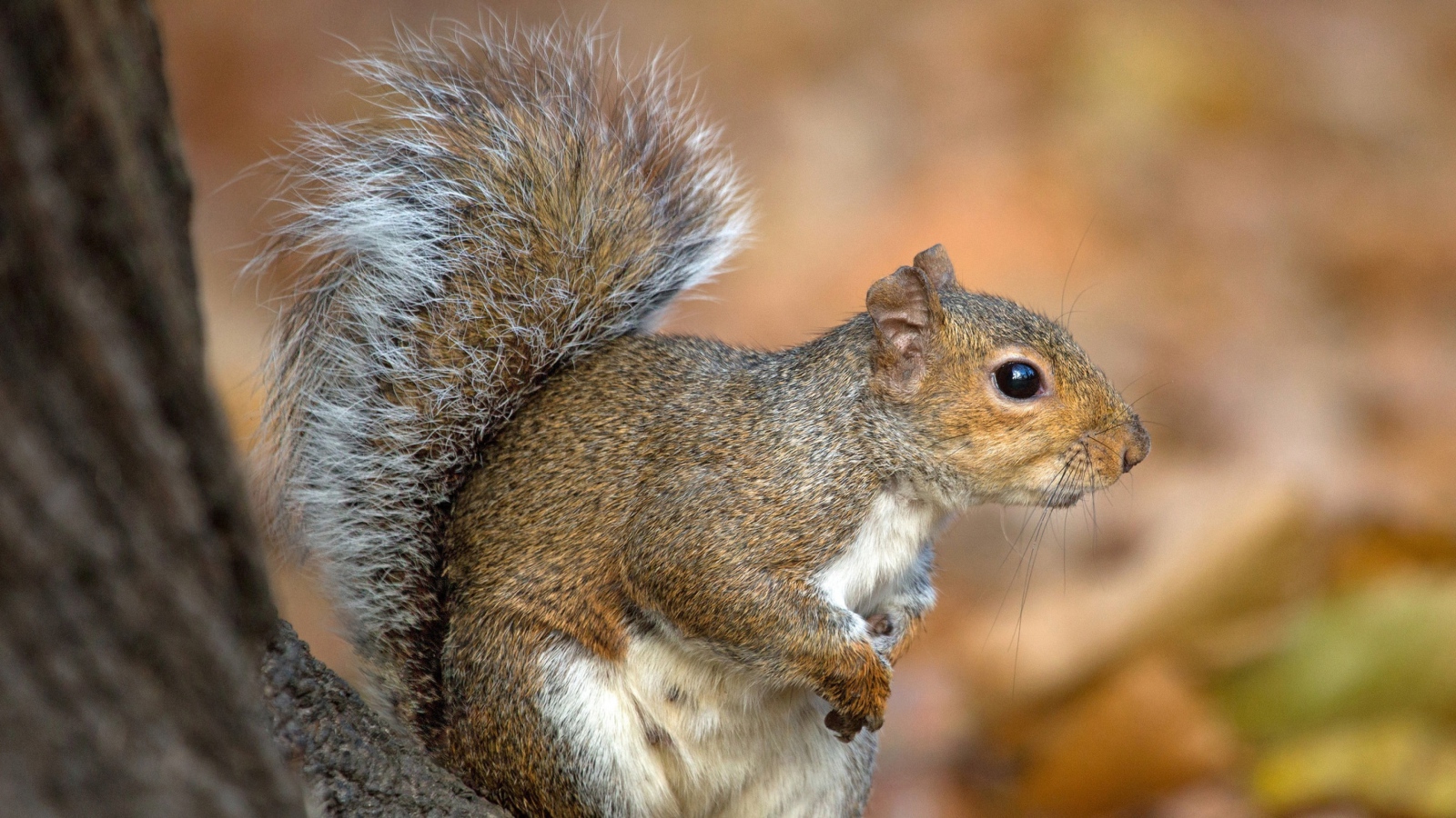 Белка с пушистым хвостом на дереве