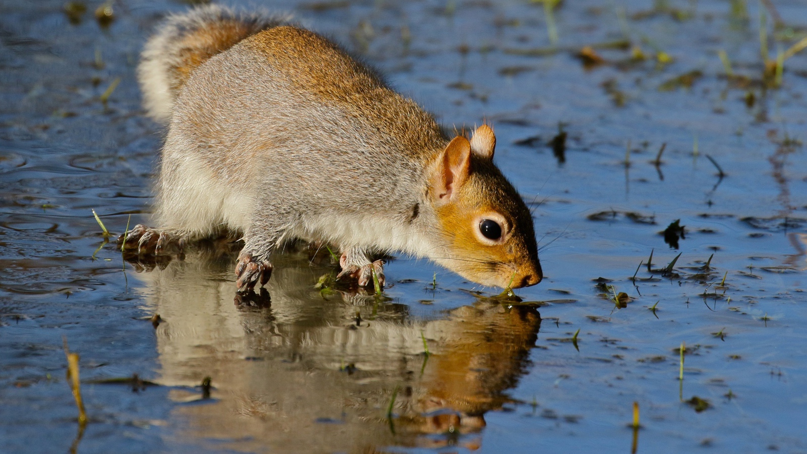Белка отражается в воде